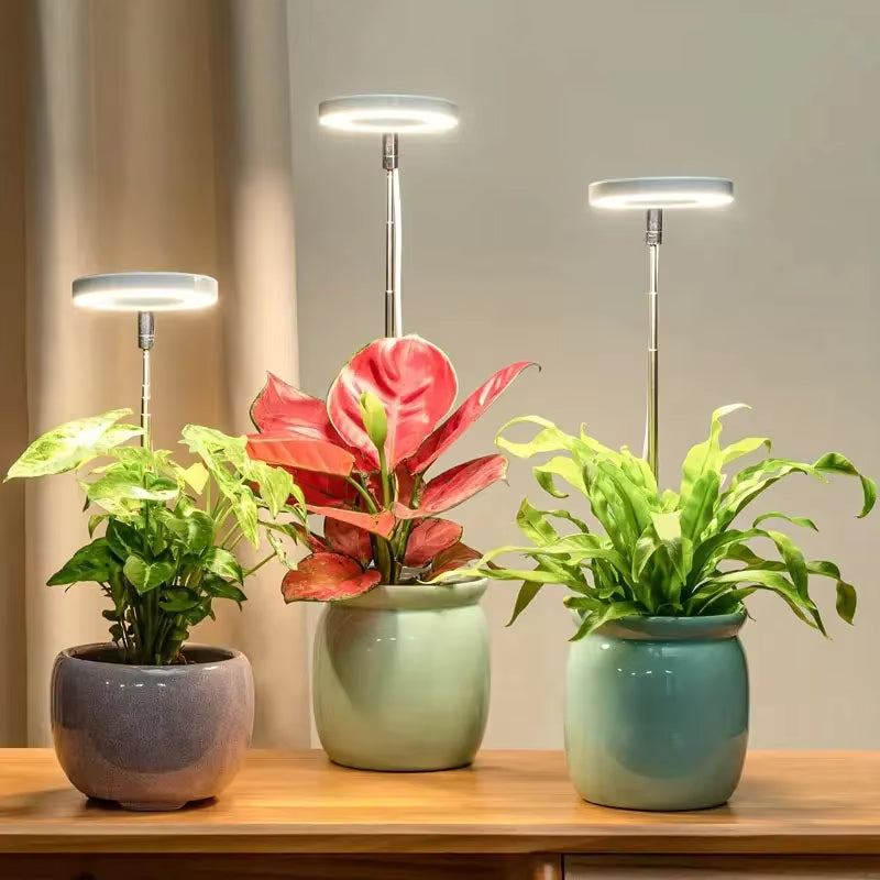 Standing Plant Lights